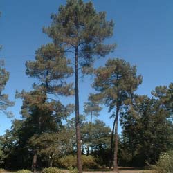 Pin maritime- Pinus pinaster